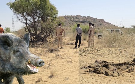 बाड़मेर के धोरों में कंकाल: सूअरों के आतंक ने छीनी एक अनजान की जिंदगी, दर्दनाक मृत्यु का मंजर