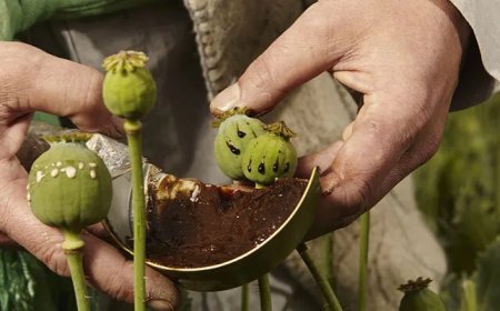 अफीम की मनुहार बन रही समाज की बेड़ी: पुलिस की सख्त चेतावनी, अब जेल की सजा!"