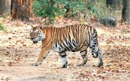 रणथंभौर में टाइगर का खौफनाक हमला: वनकर्मी की दर्दनाक मौत, 20 मिनट तक शव पर बैठा रहा बाघ