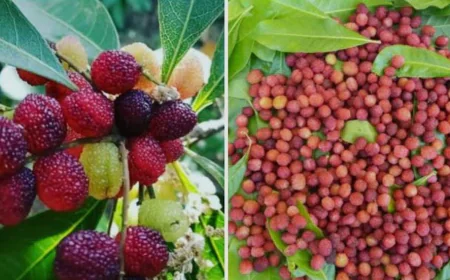 काफल: पहाड़ों का खट्टा-मीठा खजाना