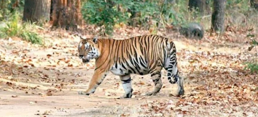 रणथंभौर में टाइगर का खौफनाक हमला: वनकर्मी की दर्दनाक मौत, 20 मिनट तक शव पर बैठा रहा बाघ