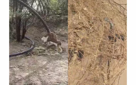 बालोतरा के कीटनोद गांव में अवैध ट्यूबवेल और बिजली कनेक्शन पर बड़ी कार्रवाई