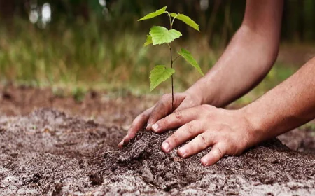 जयपुर को हरियाली की सौगात: JDA इस मानसून में लगाएगा 2.45 लाख पौधे, शहर बनेगा और हरा-भरा