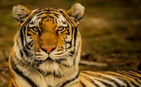 जंगल में सनसनी: राजस्थान का बाघ नेटवर्क बनाएगा नया इतिहास?