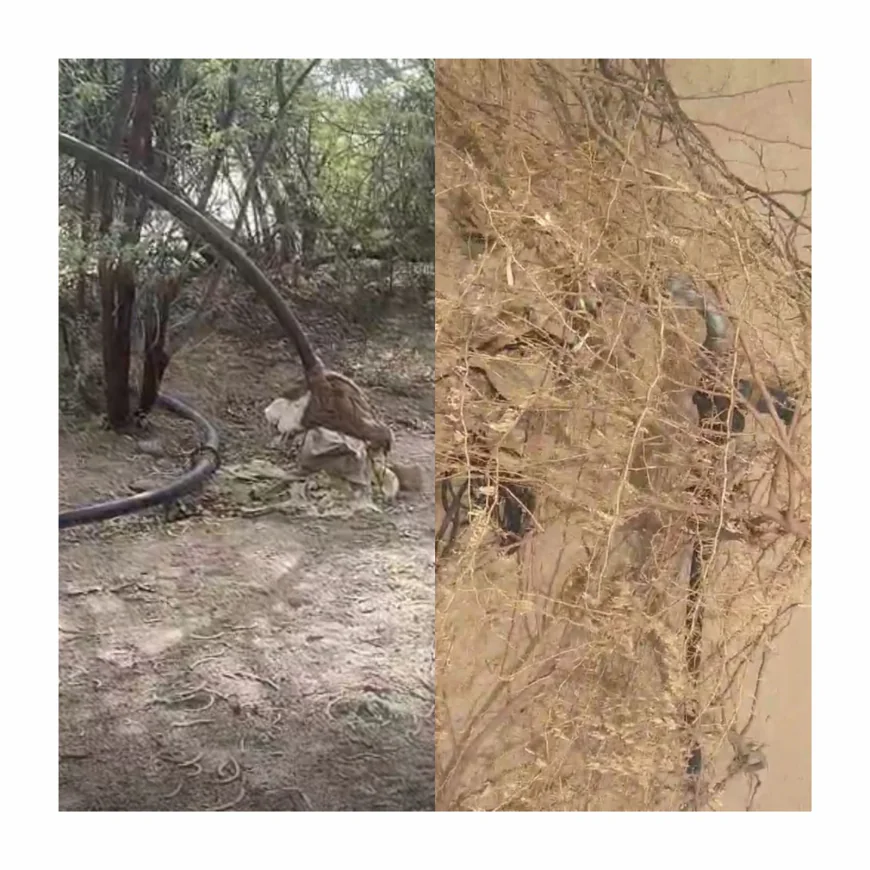 बालोतरा के कीटनोद गांव में अवैध ट्यूबवेल और बिजली कनेक्शन पर बड़ी कार्रवाई