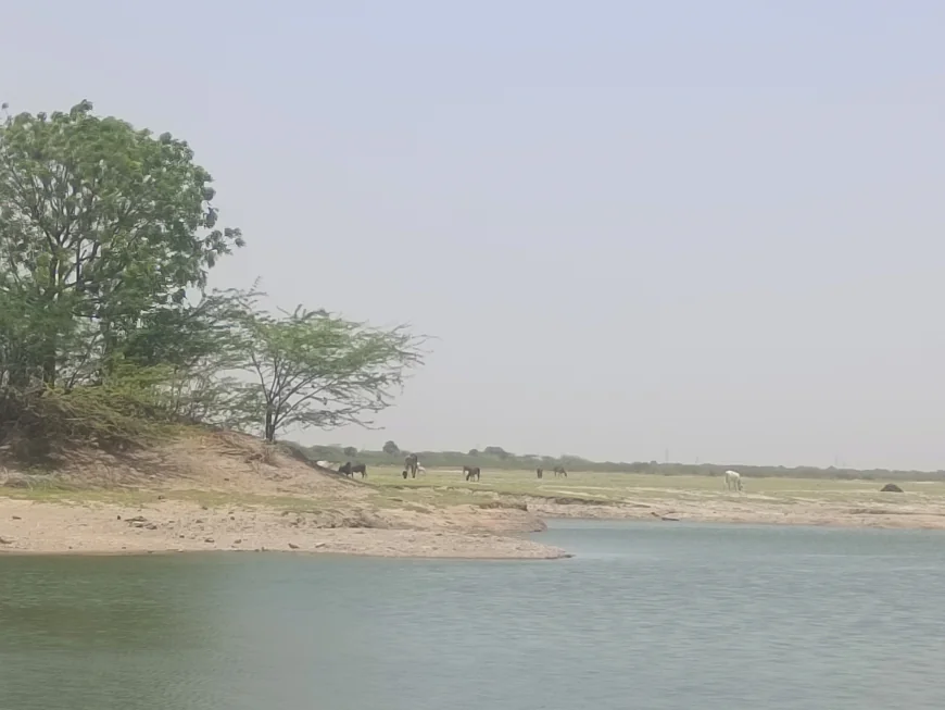 कापरड़ा के ओलवी गांव का जादुई तालाब: गायों का दूध बनता है सेहत का अमृत