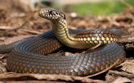 दो मासूमों की सांप के काटने से मौत, झाड़-फूंक से देरी बनी काल