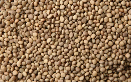 ग्वारगम उद्योग: स्वर्णिम अतीत से संकट की ओर