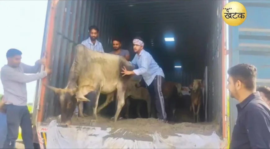 गौ तस्करी का भंडाफोड़: 23 से अधिक गौवंश बरामद, ट्रक जब्त