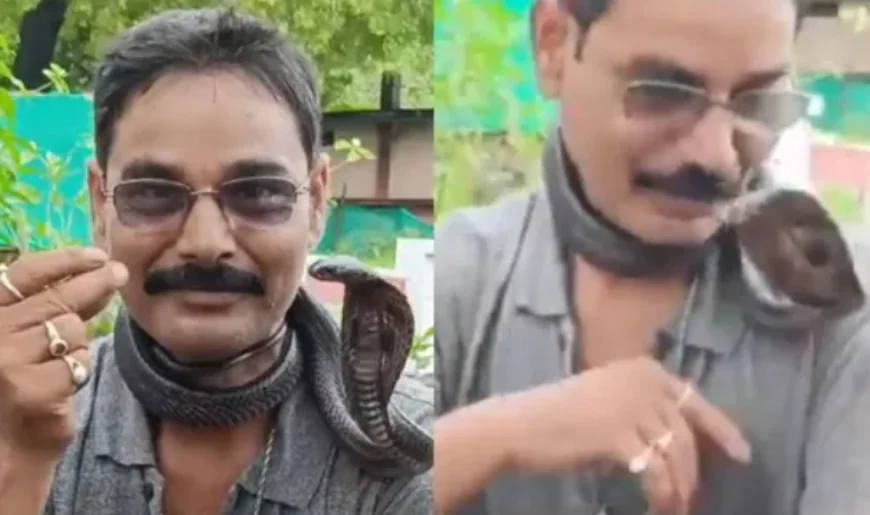 कोबरा सांप को किस करने की कोशिश में व्यक्ति की मौत, स्टंट पड़ा भारी