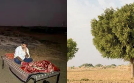 खेजड़ी बचाओ आंदोलन: बाड़मेर में सोलर कंपनी की पेड़ कटाई के खिलाफ विधायक रविंद्र सिंह भाटी का धरना, रेतीले टीले में गुजारी रात....