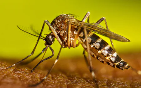 चिकित्सा विभाग का अनोखा प्लान: लैब में मच्छर तैयार कर डेंगू, मलेरिया और चिकनगुनिया पर प्रहार