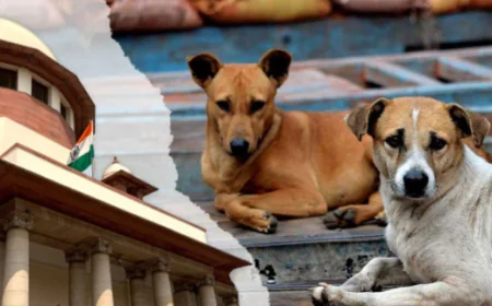 सुप्रीम कोर्ट का सख्त आदेश: दिल्ली-NCR में एक भी आवारा कुत्ता सड़कों पर नजर न आए, रेबीज संकट पर कार्रवाई