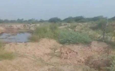 भेड़ियों का कहर: मंदिर जा रहे व्यक्ति पर 15 मिनट तक हमला, दहशत में लूणी क्षेत्र....