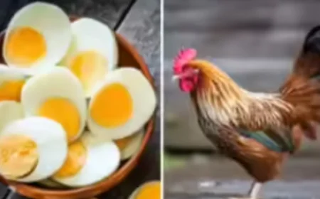 राजस्थान में दो दिन बंद रहेंगी नॉनवेज और अंडे की दुकानें: बूचड़खानों पर भी रोक, जानें सरकार का नया आदेश