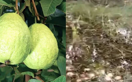 बाढ़ का इतना कहर कि World Famous अमरूद की फसल पानी की तरह बह गई ,5000 हेक्टेयर बगीचे तबाह.