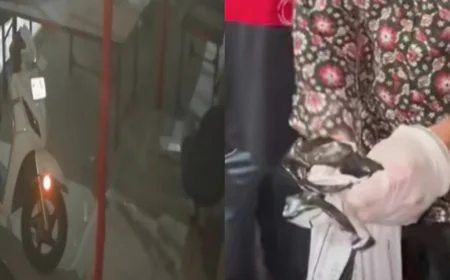 एक दिन के श्वान शावकों की क्रूर हत्या से आज मानवता शर्मसार होती नजर आ रही.