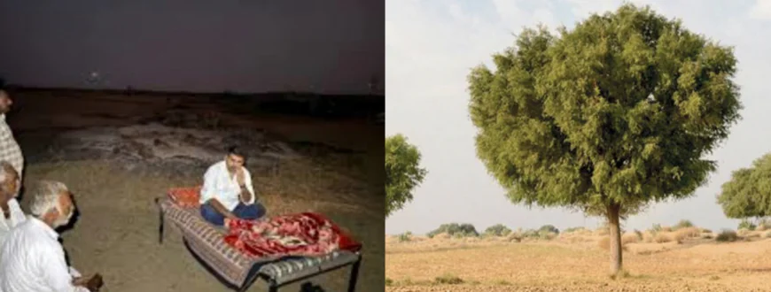 खेजड़ी बचाओ आंदोलन: बाड़मेर में सोलर कंपनी की पेड़ कटाई के खिलाफ विधायक रविंद्र सिंह भाटी का धरना, रेतीले टीले में गुजारी रात....