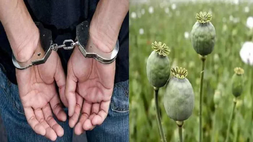 NCB की बड़ी कार्रवाई: 21 लाख की अफीम के साथ तीन तस्कर गिरफ्तार, चितौड़गढ़ से जोधपुर तक तस्करी का भंडाफोड़.