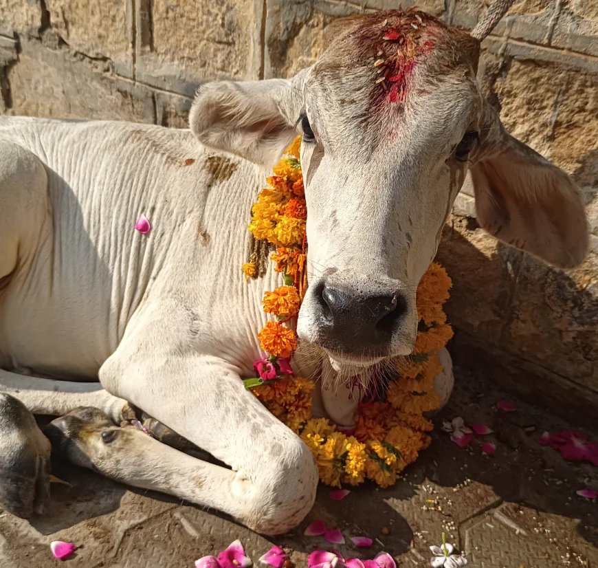 क्यों है आज का दिन खास,"गौ-बछड़े" की पूजा के साथ माताएं कर रहीं पुत्रों की दीर्घायु की कामना.