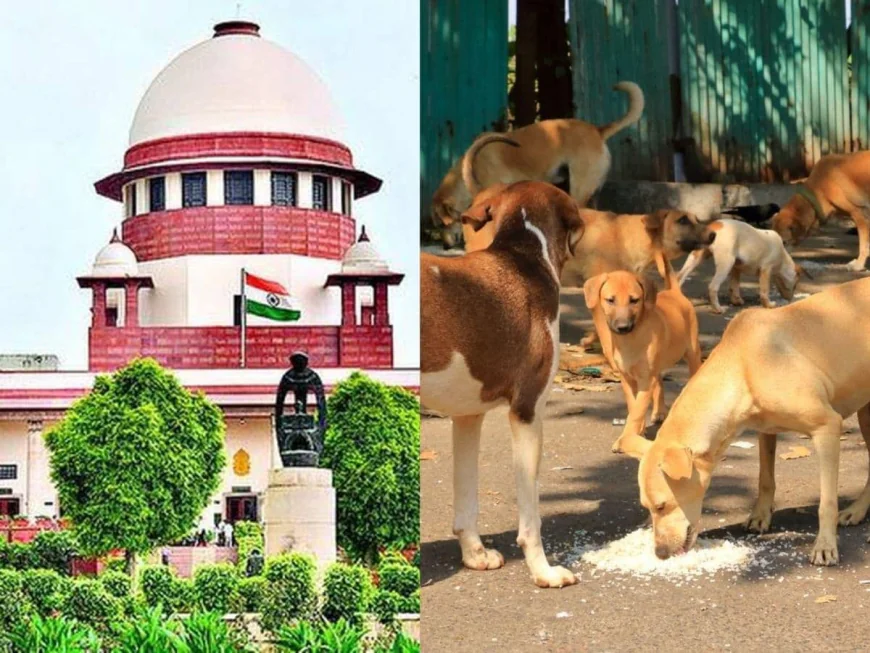 सुप्रीम कोर्ट का आवारा कुत्तों पर बड़ा फैसला: नसबंदी-टीकाकरण के बाद सामान्य कुत्तों को छोड़ने का आदेश.