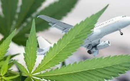 विदेशी फ्लाइट से लाया जा रहा 11.5 करोड़ का हाइड्रोपोनिक गांजा एयरपोर्ट पर पकड़ा, तस्कर गिरफ्तार