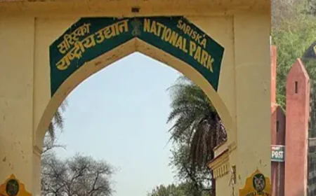 मानसून ब्रेक के बाद रणथंभौर और सरिस्का के कोर जोन खुलेंगे, पर्यटन सीजन की धूमधाम से शुरुआत