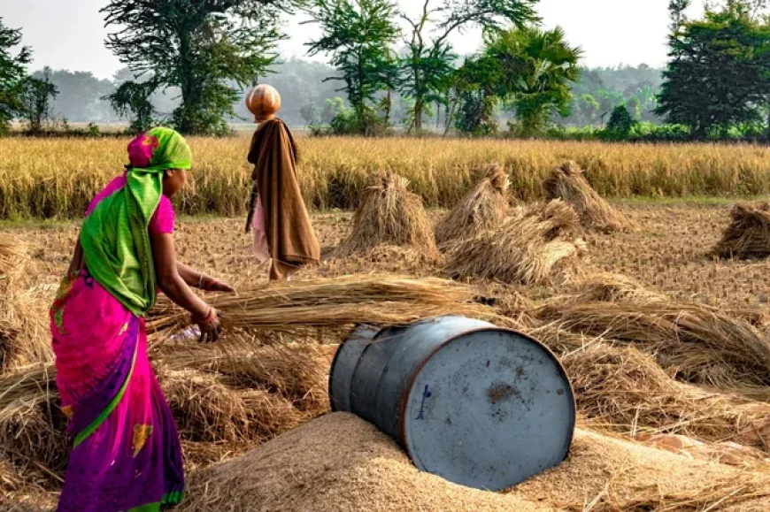 बाड़मेर में मानसून की सुस्ती: अगले कुछ दिन सूखे, लेकिन 5 सितंबर से फिर उम्मीद