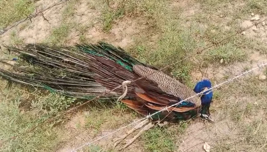 लाला सरहद में अवैध तारबंदी और बिजली करंट से राष्ट्रीय पक्षी मोर और गायों की मौत, प्रशासन की चुप्पी पर सवाल