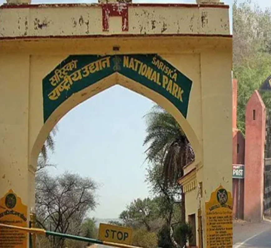 मानसून ब्रेक के बाद रणथंभौर और सरिस्का के कोर जोन खुलेंगे, पर्यटन सीजन की धूमधाम से शुरुआत