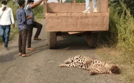 जंगल की साये में खौफनाक साजिश डूंगरपुर में लेपर्ड का बेरहम कत्ल, सिर-पंजे गायब... शिकारियों का काला कारोबार उजागर.