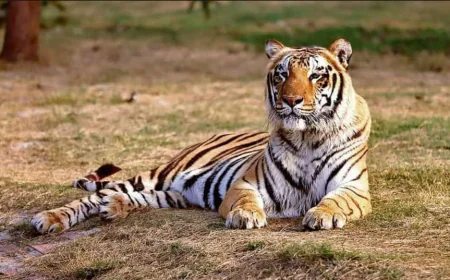 बाघ के सामने 30 मिनट तक थमी रुकी 25 पर्यटकों की सांसें, कैंटर फंसने से बनी डरावनी रात.