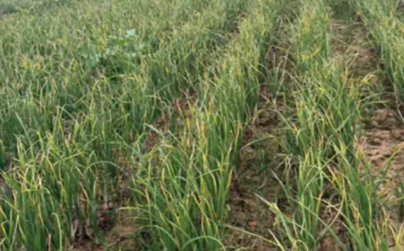 प्याज 2 रुपये किलो! अलवर मंडी में किसान नदी में फेंक रहे टनों प्याज, कर्ज ने तोड़ी कमर – “ किसानों का कहना जहर खाना पड़ेगा”