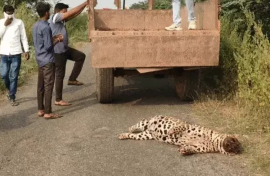 जंगल की साये में खौफनाक साजिश डूंगरपुर में लेपर्ड का बेरहम कत्ल, सिर-पंजे गायब... शिकारियों का काला कारोबार उजागर.