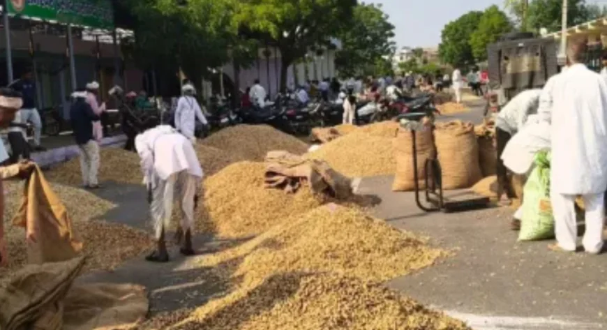 मूंगफली की महक से महक उठी निवाई मंडी 5000 बोरी की रिकॉर्ड आवक, किसानों की उम्मीदें जगाईं.