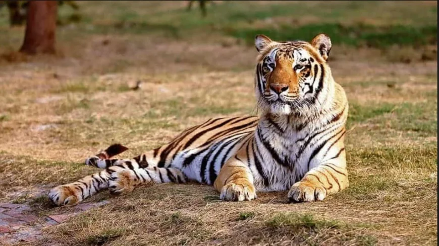 बाघ के सामने 30 मिनट तक थमी रुकी 25 पर्यटकों की सांसें, कैंटर फंसने से बनी डरावनी रात.