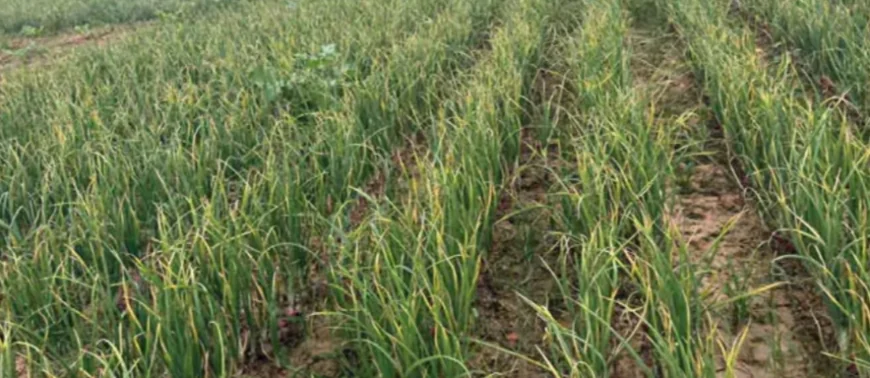 प्याज 2 रुपये किलो! अलवर मंडी में किसान नदी में फेंक रहे टनों प्याज, कर्ज ने तोड़ी कमर – “ किसानों का कहना जहर खाना पड़ेगा”