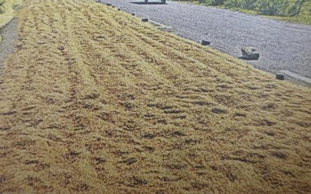 कोटा: नॉर्दन बाईपास हाईवे बना किसानों का 'सुखाने का मैदान', बारिश से भीगी फसल को सड़क पर फैलाकर सुखा रहे