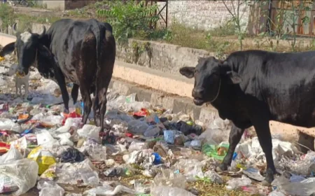 जोधपुर की सूर्य चमक अब कचरे के ढेर में दफन! स्वच्छ भारत का सपना ख़त्म होता नजर आ रहा ......
