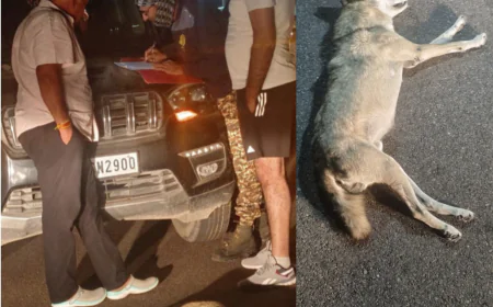 अज्ञात वाहन की टक्कर से भेड़िये की मौत विलुप्त प्रजाति पर मंडराया खतरा!