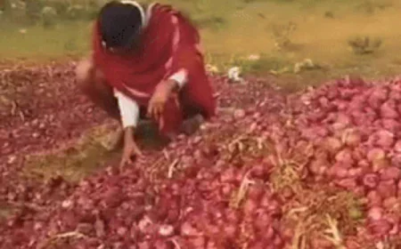 बांग्लादेश-नेपाल-पाकिस्तान में राजनीतिक उथल-पुथल से अलवर के प्याज किसानों पर संकट: 500 करोड़ का नुकसान, गोदामों की कमी से आत्महत्या के कगार पर