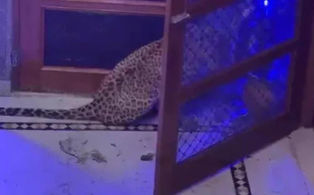 जयपुर के नाहरगढ़ क्षेत्र में घर में घुसा तेंदुआ: मवेशी का शिकार कर कमरे में आराम कर रहा था, ग्रामीणों ने लाठियों से पीटा और कंबल से दबोच लिया