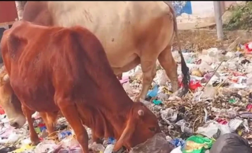 बाड़मेर की होटलों का वेस्टेज शहर को कर रहा है गंदा, गौवंश के लिए खतरा