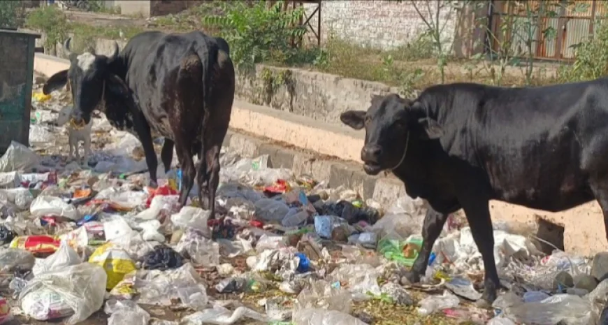 जोधपुर की सूर्य चमक अब कचरे के ढेर में दफन! स्वच्छ भारत का सपना ख़त्म होता नजर आ रहा ......