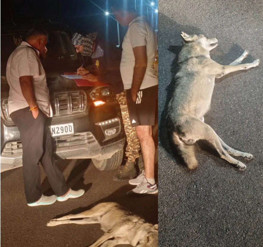 अज्ञात वाहन की टक्कर से भेड़िये की मौत विलुप्त प्रजाति पर मंडराया खतरा!