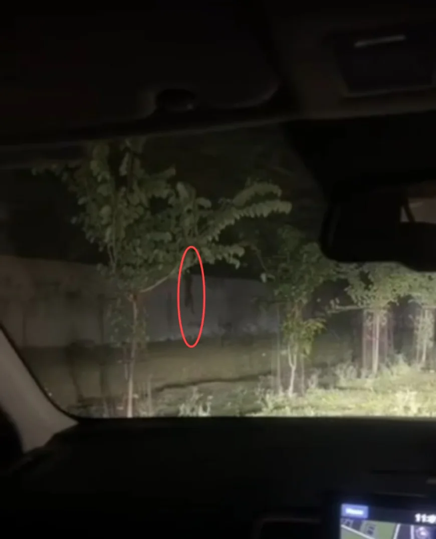 कोटा के माला रोड पर दिखा पैंथर: कार सवार युवक ने बनाया वीडियो, दीवार पर चढ़कर आर्मी इलाके के जंगल में घुसा