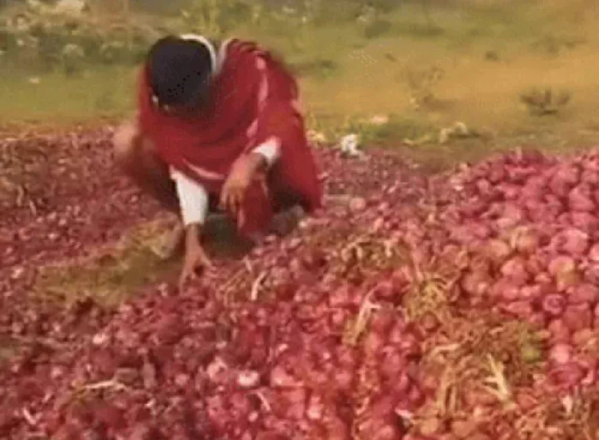 बांग्लादेश-नेपाल-पाकिस्तान में राजनीतिक उथल-पुथल से अलवर के प्याज किसानों पर संकट: 500 करोड़ का नुकसान, गोदामों की कमी से आत्महत्या के कगार पर