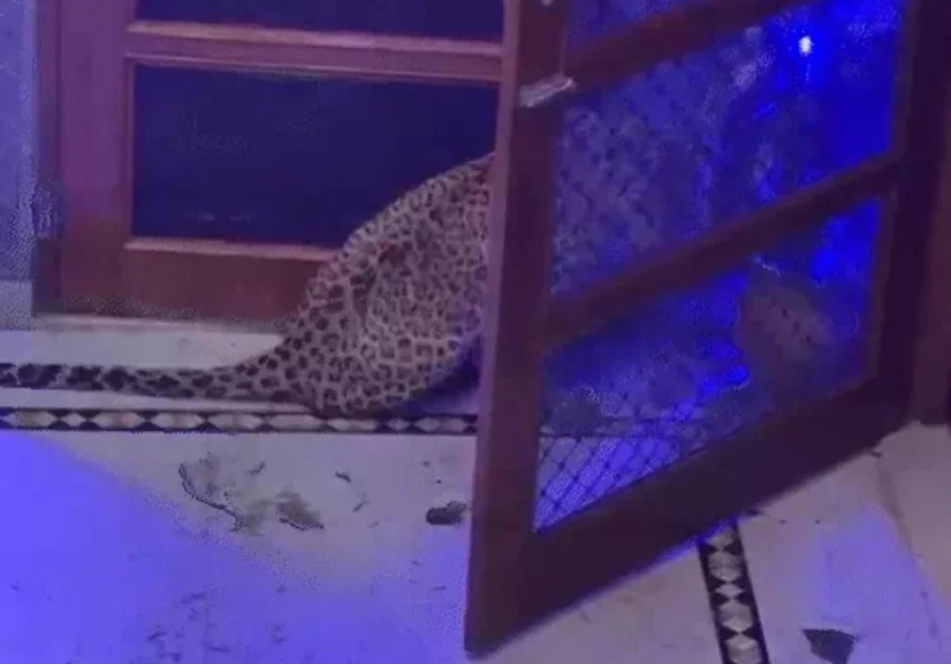 जयपुर के नाहरगढ़ क्षेत्र में घर में घुसा तेंदुआ: मवेशी का शिकार कर कमरे में आराम कर रहा था, ग्रामीणों ने लाठियों से पीटा और कंबल से दबोच लिया