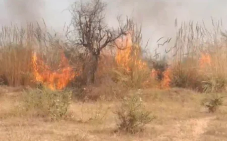 भरतपुर में IOCL पाइपलाइन से महज 200 मीटर दूर सूखी नदी के जंगल में लगी भीषण आग, 1 किमी तक फैला अग्निकांड; ग्रामीणों में दहशत