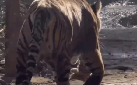 रणथंभौर की मशहूर बाघिन सुल्ताना ने फिर बनाया मां बनने का रिकॉर्ड: दो नन्हे शावकों को मुंह में दबाकर घूमती रही, मंदिर मार्ग आधे घंटे बंद